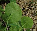 Tropaeolum majus (Garden Nasturtium) - CLICK TO ENLARGE PHOTO